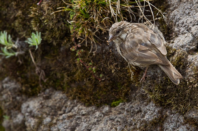 Ankober Serin - Adult foraging on vertical cliff
