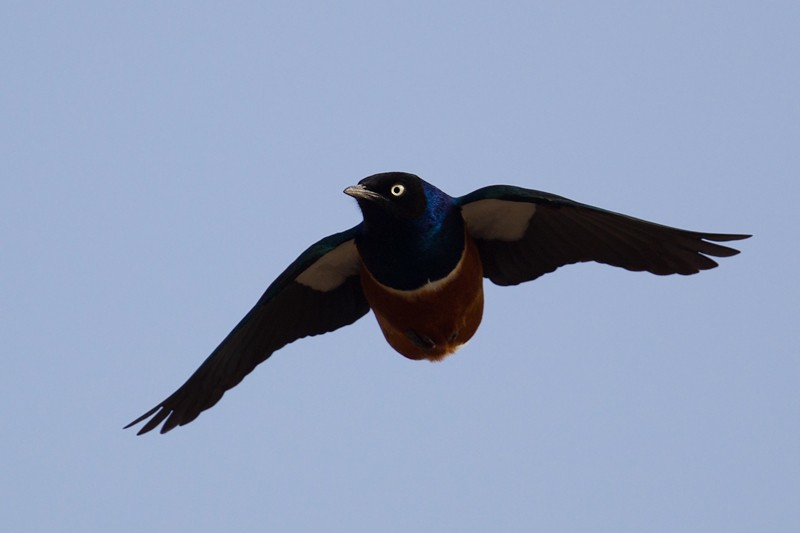 Superb Starling in flight