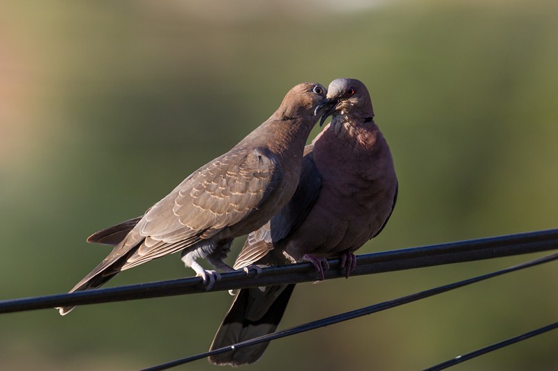 Red-eyed Dove - Adult (right) feeding juvenile (left)