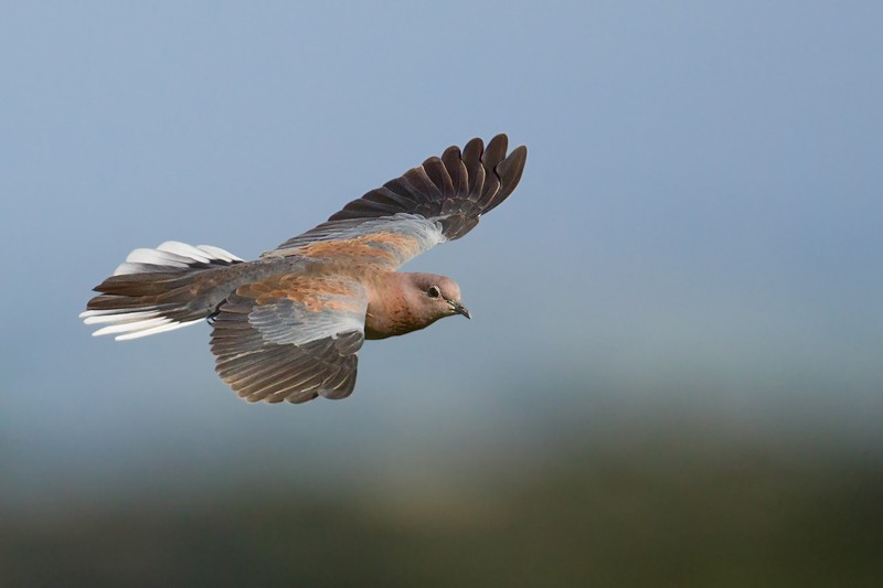 Laughing Dove in flight