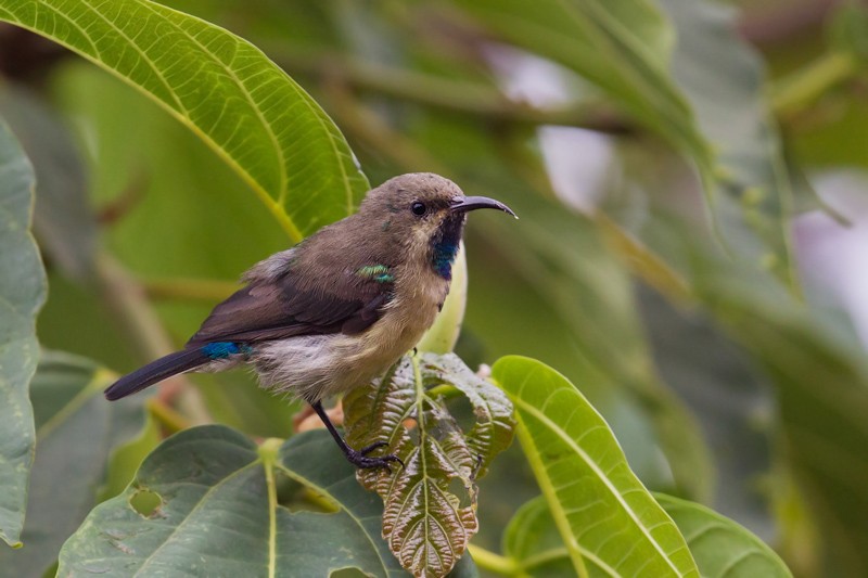 Variable Sunbird - ssp Fazoqlensis