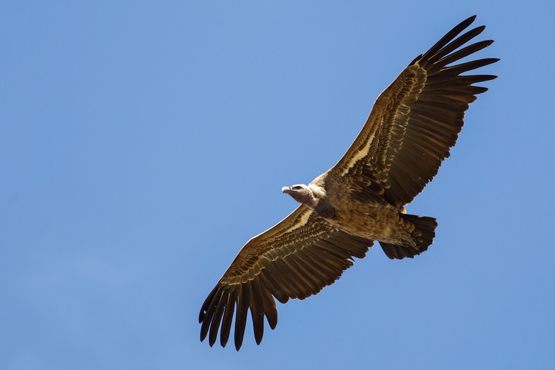 Ruppell's Vulture in flight