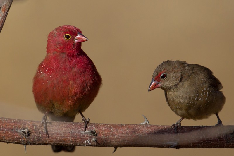 Red-billed Firefinch - pair of adults