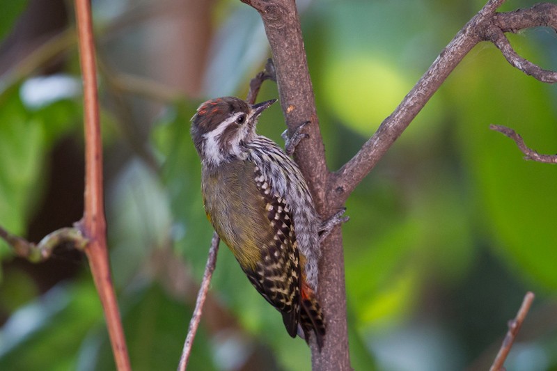 Abyssinian Woodpecker - Immature female
