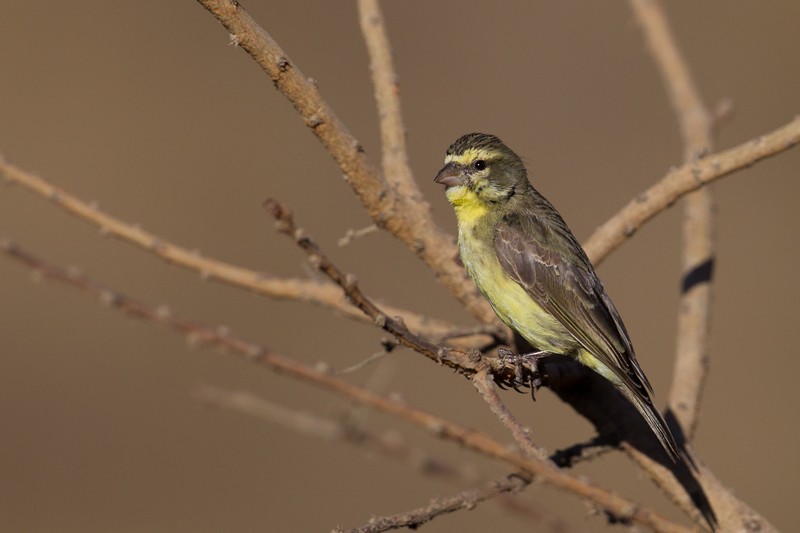 Yellow-fronted Canary - ssp Gommaensis