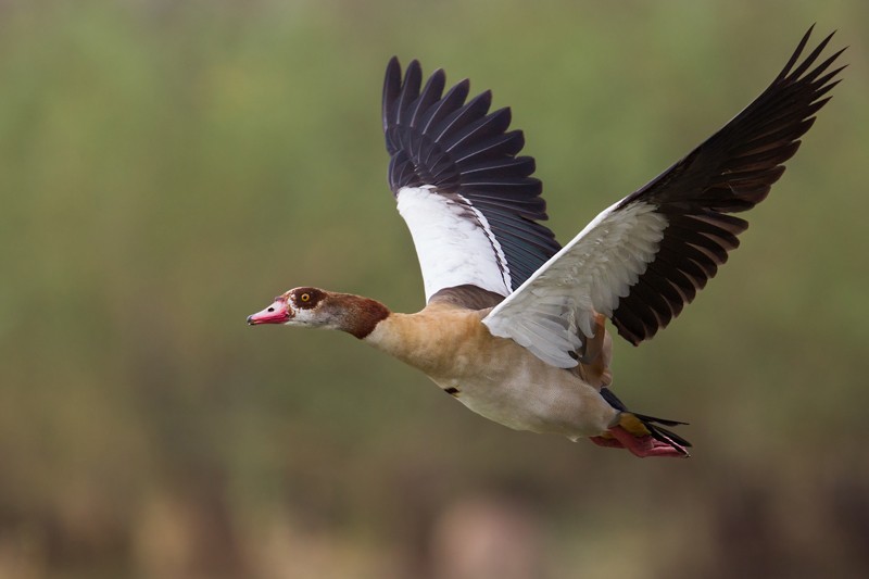 Egyptian Goose in flight