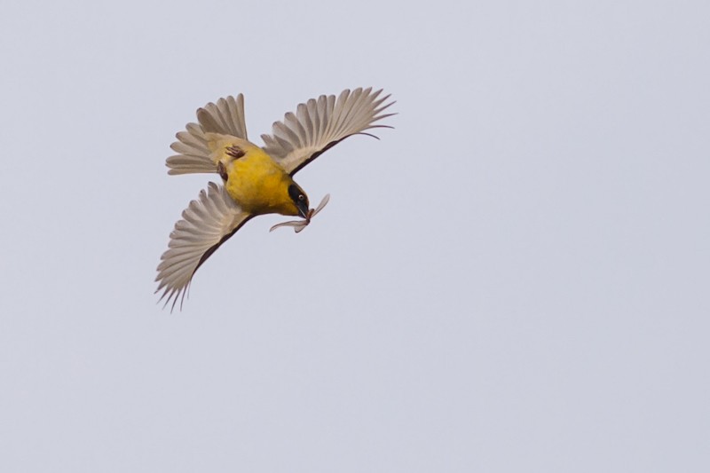 Baglafecht Weaver foraging in flight - nominate race