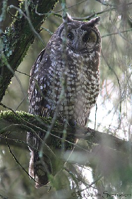 African Long-eared Owl