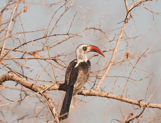 Tanzanian Red-billed Hornbill