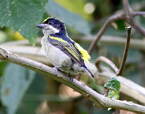Western Green Tinkerbird