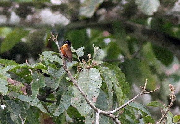 Buff-throated Sunbird