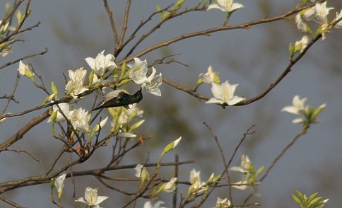 White-bellied Sunbird feeding in garden tree