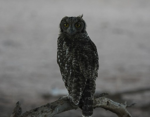 Spotted Eagle Owl perched on a stump