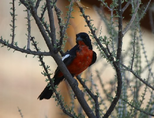 Crimson-breasted Shrike perched in shrub