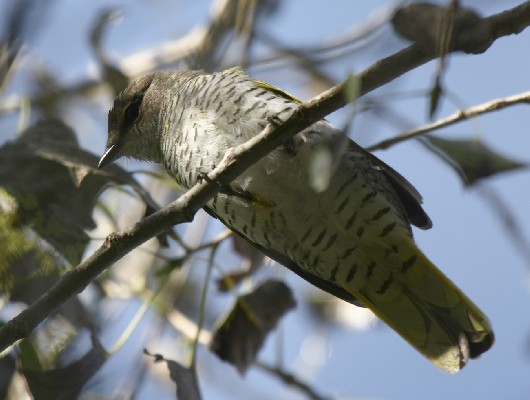 Black Cuckoo-Shrike