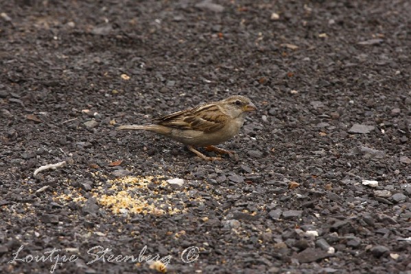 House Sparrow feeding