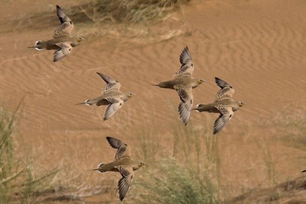 Spotted Sandgrouse
