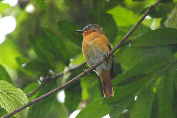 White-bellied Robin-chat