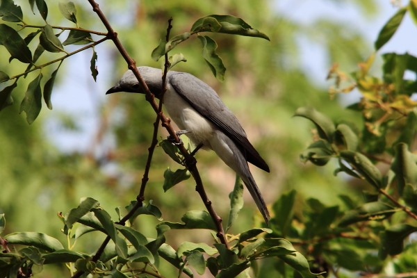 white breasted cuckoo shrike