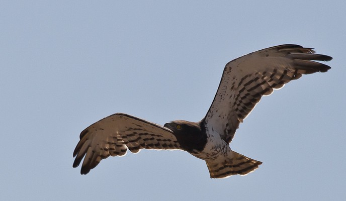 black-chested snake eagle