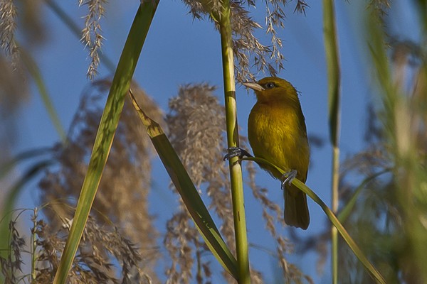 spectacled weaver