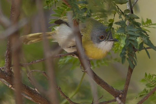 yellow-breasted apalis