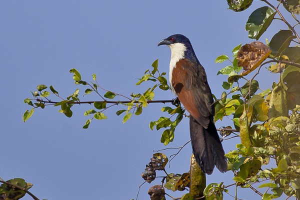 coppery-tailed coucal