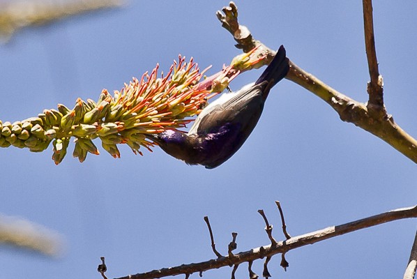 western violet-backed sunbird