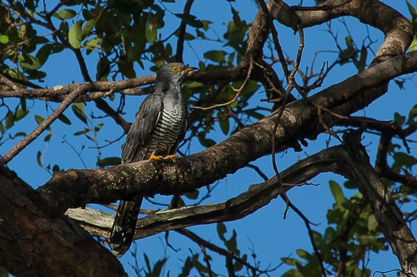 african cuckoo