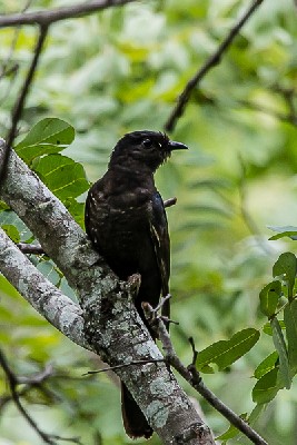 black cuckoo