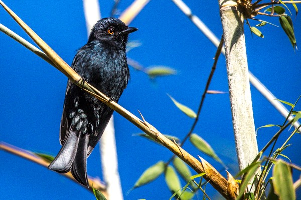 square-tailed drongo