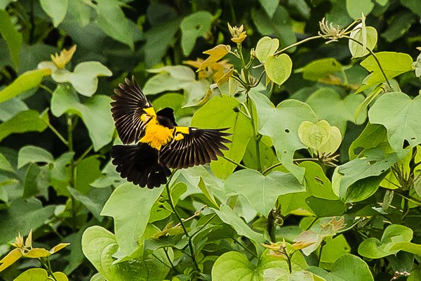 yellow-mantled widowbird