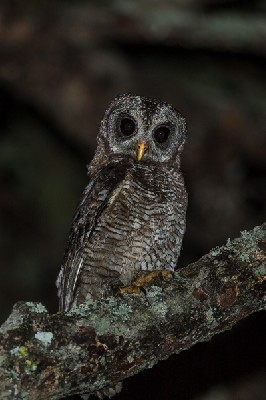 african wood owl