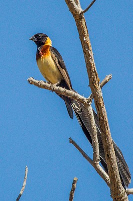 broad-tailled paradise whydah