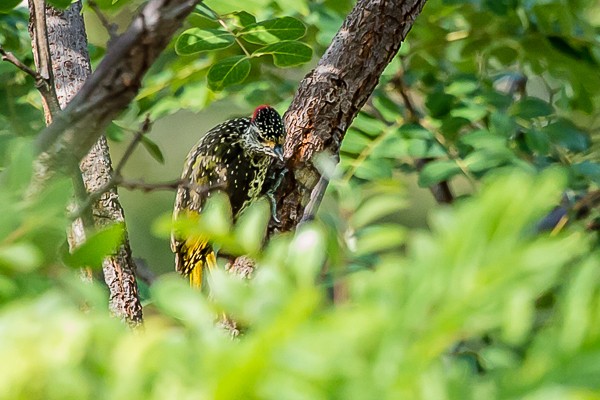 Llittle-Spotted Woodpecker