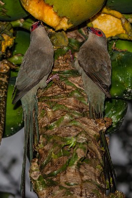 red-faced mousebird