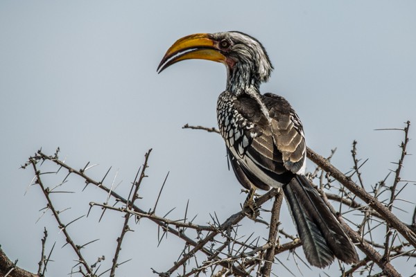 yellow-billed hornbill