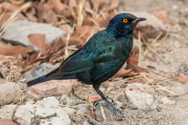 cape glossy starling