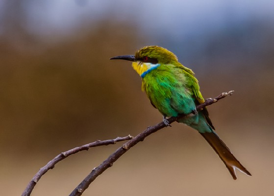 swallow-tailled bee-eater