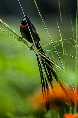 red-collared widowbird