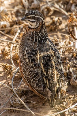 harlequin quail