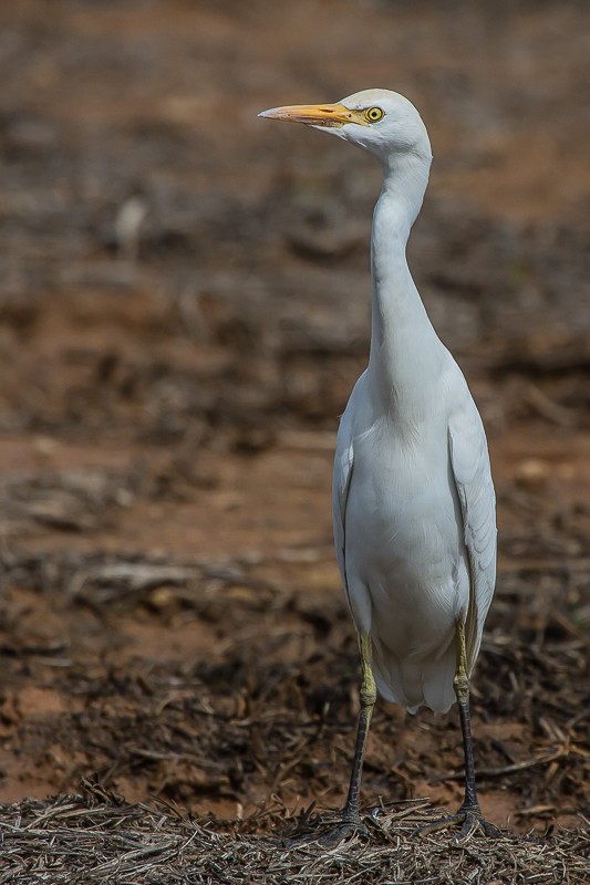 yellow-billed egret