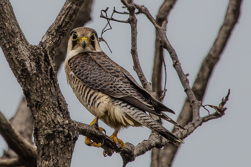 red-necked falcon
