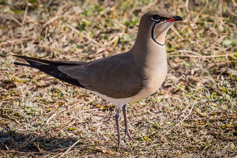 collared (red-winged) pratincole