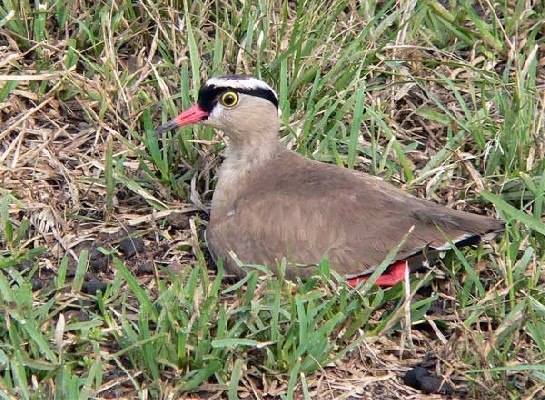 Crowned Lapwing - seen well on the Birdquest Uganda tour