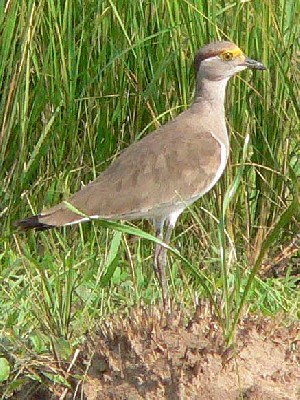 Brown-chested Lapwing - good views on the Birdquest Uganda tour