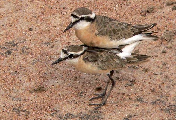 Kittlitz's Plovers caught in the very act on the Birdquest Uganda tour
