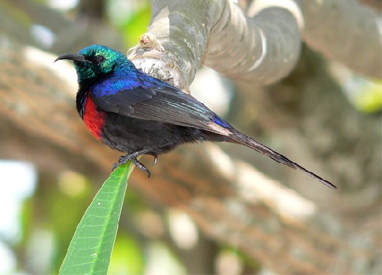 Red-chested Sunbird - seen exceptionally well on the Birdquest Uganda tour