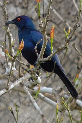 Black-bellied Glossy Starling seen well during the 2005 Birdquest Eastern Tanzania tour