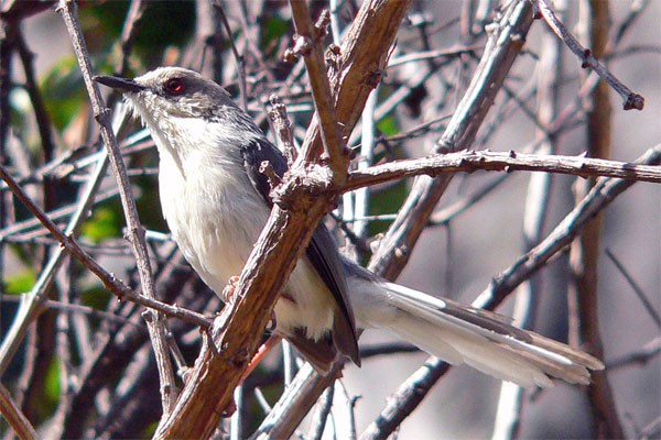 Grey Apalis seen exceptionally well on the 2005 Birdquest Angola tour